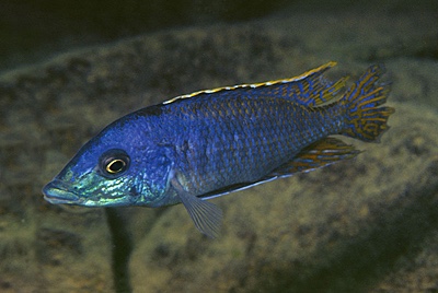 Mylochromis sp. 'lateristriga makanjila' Lundu
